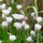  (08/04/2020) Allium schoenoprasum f. albiflorum added by Shoot)