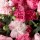  (09/04/2020) Dianthus Suncharm Series added by Shoot)