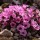  (09/04/2020) Saxifraga (Blues Group) 'William Shakespeare' added by Shoot)