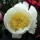  (09/04/2020) Paeonia lactiflora 'Lotus Queen' added by Shoot)