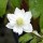  (13/04/2020) Anemone stolonifera double-flowered added by Shoot)