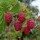  (13/04/2020) Rubus idaeus 'Polana' added by Shoot)