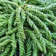  (13/04/2020) Cryptomeria japonica 'Spiralis' added by Shoot)