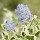  (14/04/2020) Ceanothus thyrsiflorus 'Cool Blue' added by Shoot)