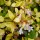  (15/04/2020) Abelia x grandiflora 'Gold Spot' added by Shoot)
