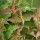  (15/04/2020) Diervilla rivularis 'Kodiak Red' added by Shoot)