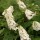  (15/04/2020) Hydrangea quercifolia 'Brenhill' added by Shoot)