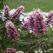  (16/04/2020) Hydrangea quercifolia 'JoAnn' added by Shoot)