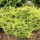  (17/04/2020) Juniperus horizontalis 'Hegedus' added by Shoot)