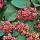  (21/04/2020) Viburnum plicatum f. tomentosum 'Dart's Red Robin' added by Shoot)