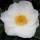  (22/04/2020) Camellia japonica 'White Swan' added by Shoot)