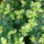 (29/04/2020) Pittosporum tenuifolium 'Margaret Turnbull' added by Shoot)