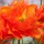  (01/05/2020) Ranunculus 'Rococo Orange' (Rococo Series) added by Shoot)