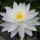  (01/05/2020) Nymphaea 'Perry's Double White' added by Shoot)
