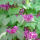 Epimedium grandiflorum (Large-flowered barrenwort) Added by Nicola