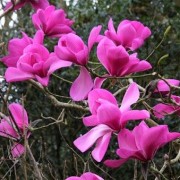  (01/05/2020) Magnolia 'J.C. Williams' added by Shoot)