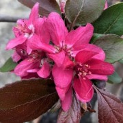  (06/05/2020) Malus 'Evelyn' added by Shoot)