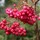  (11/05/2020) Sorbus vilmorinii 'Pink Charm' added by Shoot)