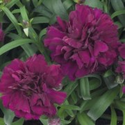  (12/05/2020) Dianthus 'Sunflor Beetle' (Sunflor Series) added by Shoot)
