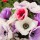  (13/05/2020) Anemone Galilee Pastel Mix added by Shoot)