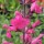  (13/05/2020) Salvia 'Penny's Smile' added by Shoot)