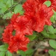  (13/05/2020) Rhododendron 'Girard's Hot Shot' added by Shoot)