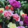  (14/05/2020) Dianthus Grenadin Group added by Shoot)