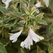  (19/05/2020) Abelia x grandiflora 'Lucky Lots' added by Shoot)
