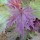  (20/05/2020) Rheum palmatum 'Hadspen Crimson'  added by Shoot)