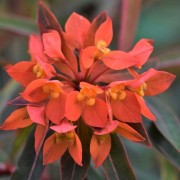  (24/03/2022) Euphorbia griffithii 'Fireglow' added by Shoot)