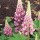  (22/05/2020) Lupinus polyphyllus Legendary Rose Shades added by Shoot)