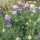  (26/05/2020) Lupinus propinquus added by Shoot)