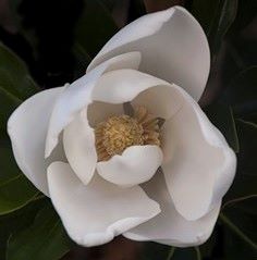 Magnolia grandiflora 'Sweet Spire'