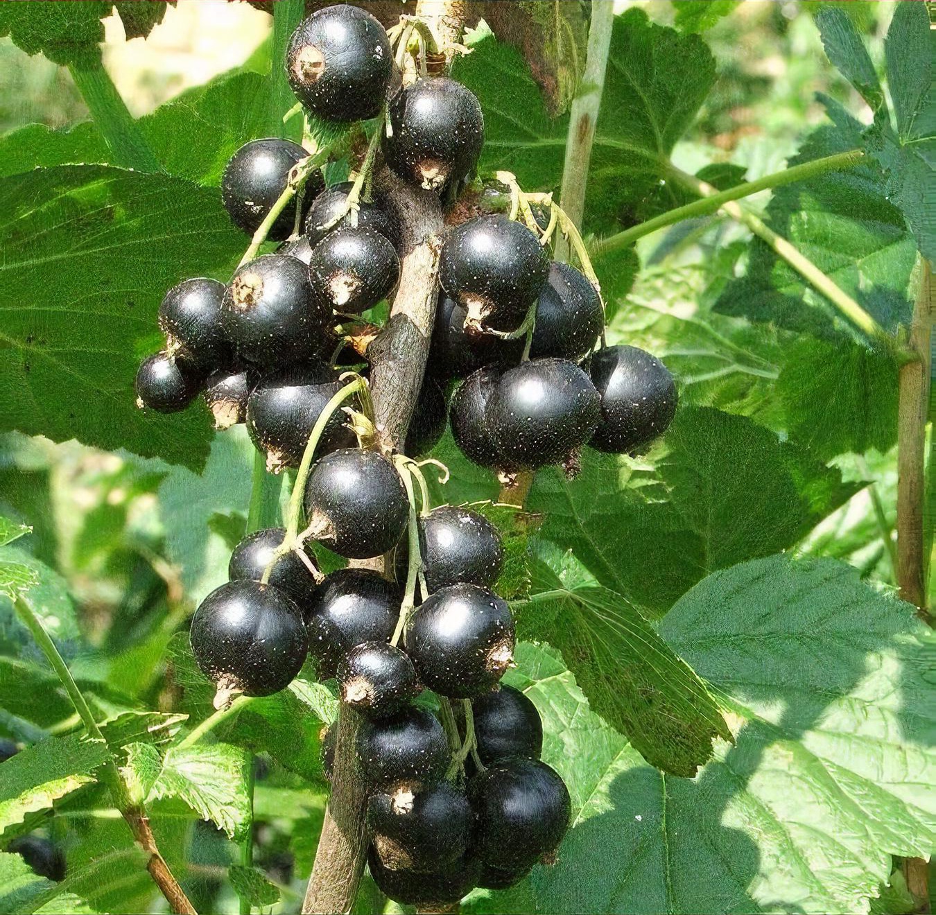 Ribes nigrum