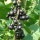  (27/05/2020) Ribes nigrum added by Shoot)