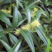  (28/05/2020) Sarcococca saligna added by Shoot)