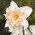  (01/06/2020) Narcissus 'Palmares' added by Shoot)