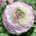  (01/06/2020) Ranunculus 'Elegance Striato Bianco' (Elegance Series) added by Shoot)