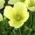  (03/06/2020) Papaver 'Moondance' added by Shoot)