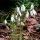  (09/06/2020) Galanthus reginae-olgae added by Shoot)