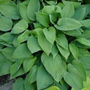  (09/06/2020) Hosta fortunei (any variety) added by Shoot)