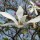  (09/06/2020) Magnolia kobus  added by Shoot)