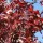  (10/06/2020) Quercus coccinea 'Splendens' added by Shoot)