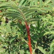  (11/06/2020) Sorbus aucuparia 'Beissneri' added by Shoot)