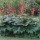  (11/06/2020) Rheum palmatum (any variety) added by Shoot)