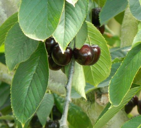 Prunus avium 'Black Varik'