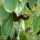  (12/06/2020) Prunus avium 'Black Varik' added by Shoot)
