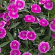 (12/06/2020) Dianthus 'Olivia Wild' (Beauties Series) added by Shoot)