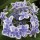  (17/06/2020) Hydrangea macrophylla 'Star Gazer' (Double Delight Series) added by Shoot)