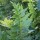  (22/06/2020) Polypodium calirhiza 'Sarah Lyman' added by Shoot)